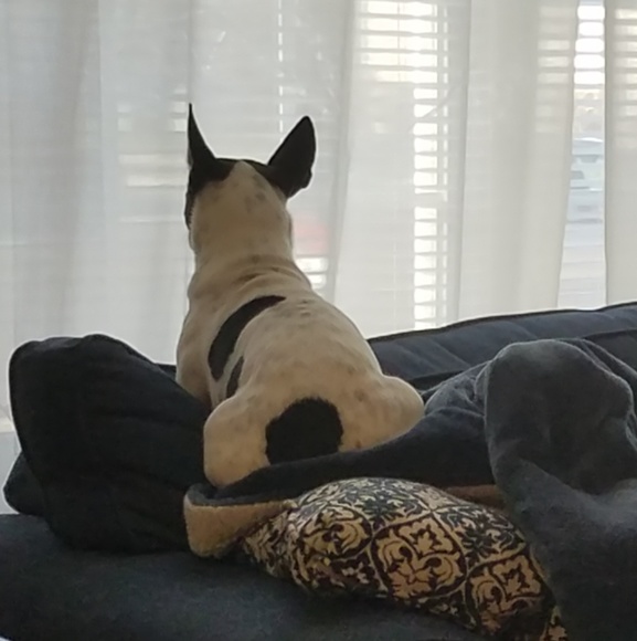 Meet your Posher, Abby - Picture 1 of 1